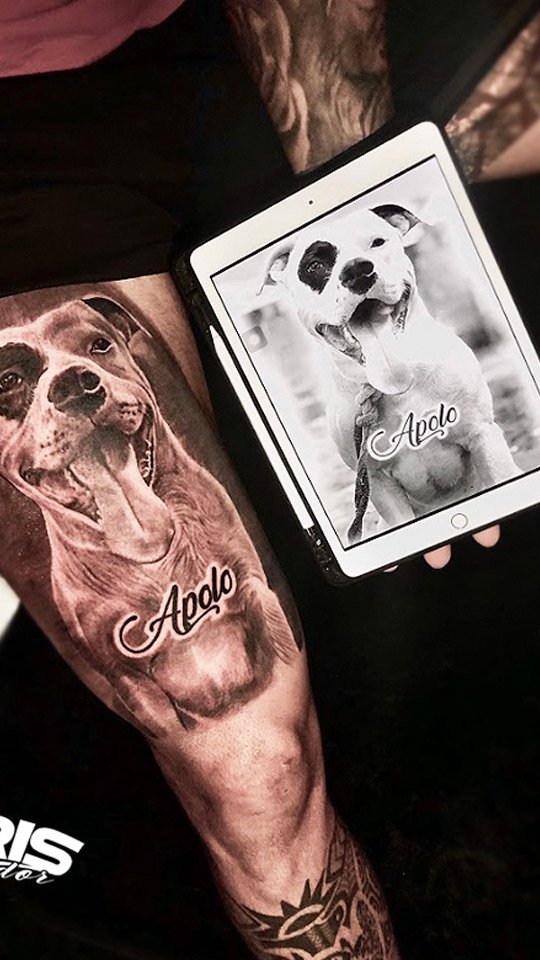 Retrato realista de cachorro com o nome Apolo, ao lado da foto de referência